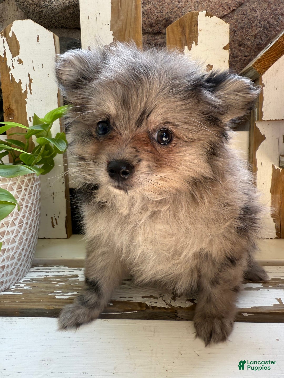 Pomeranian dogs for sale: Rusty - Image 12