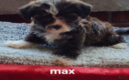 Shorkie dogs for sale: Max - Image 2