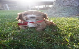 Cavapoo dogs for sale: Tanner - Image 1