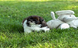 Shihpoo dogs for sale: King - Image 21