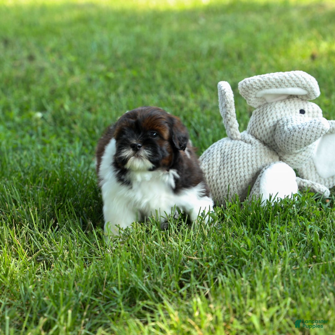 Shihpoo dogs for sale: King - Image 21