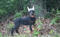 Doberman Pinscher dogs for sale: Storm - Image 3