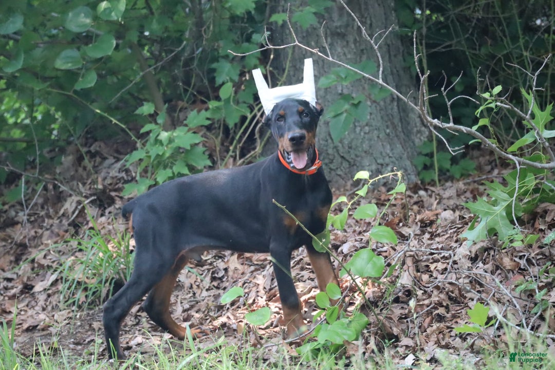 Doberman Pinscher dogs for sale: Storm - Image 3