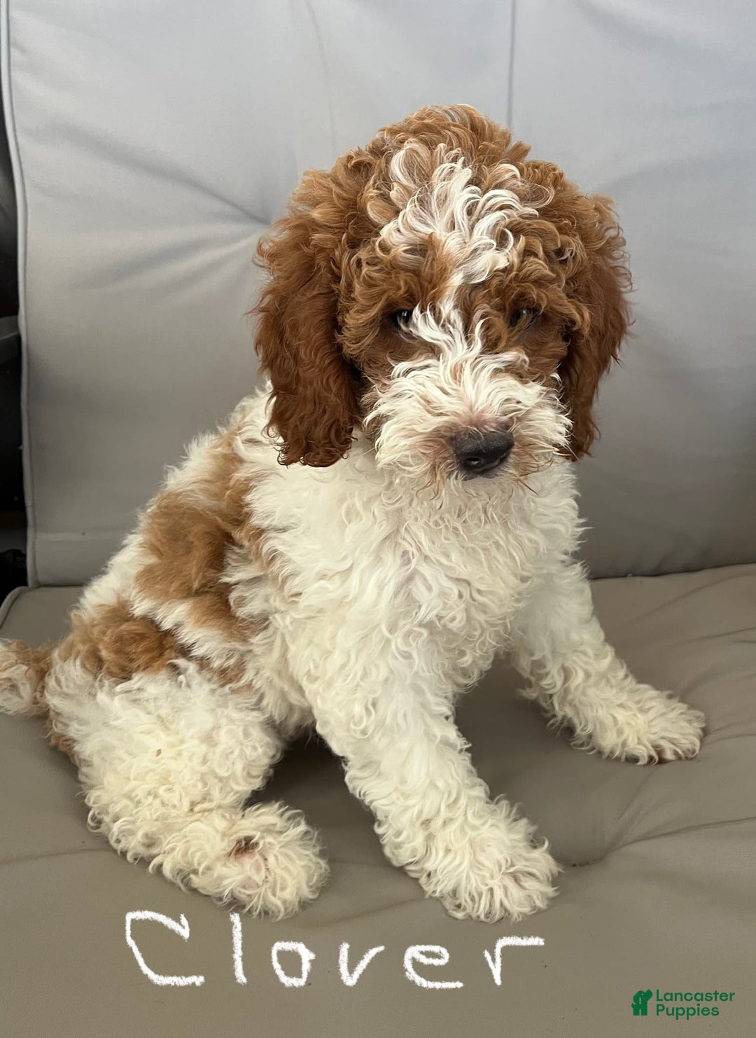 Mini Goldendoodle dogs for sale: Clover - Image 3
