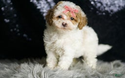 Maltipoo dogs for sale: Winona - Image 5