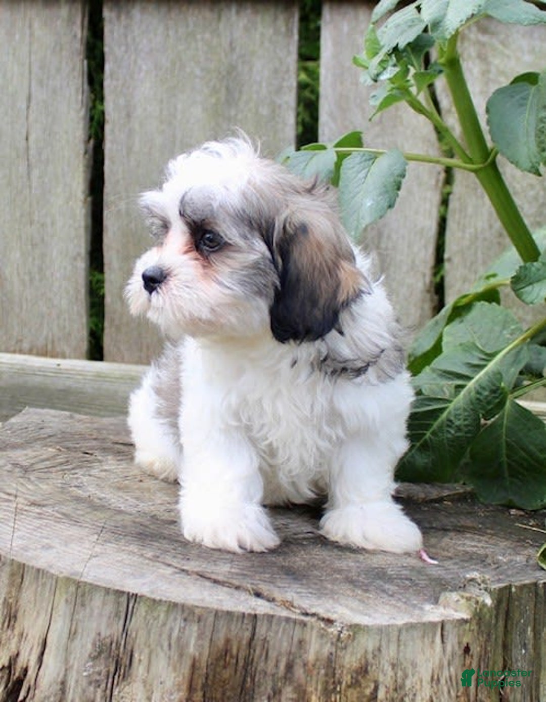 Malshi dogs for sale: Lucky - Image 6