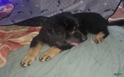 Tibetan Mastiff dogs for sale: Tortellini - Image 2