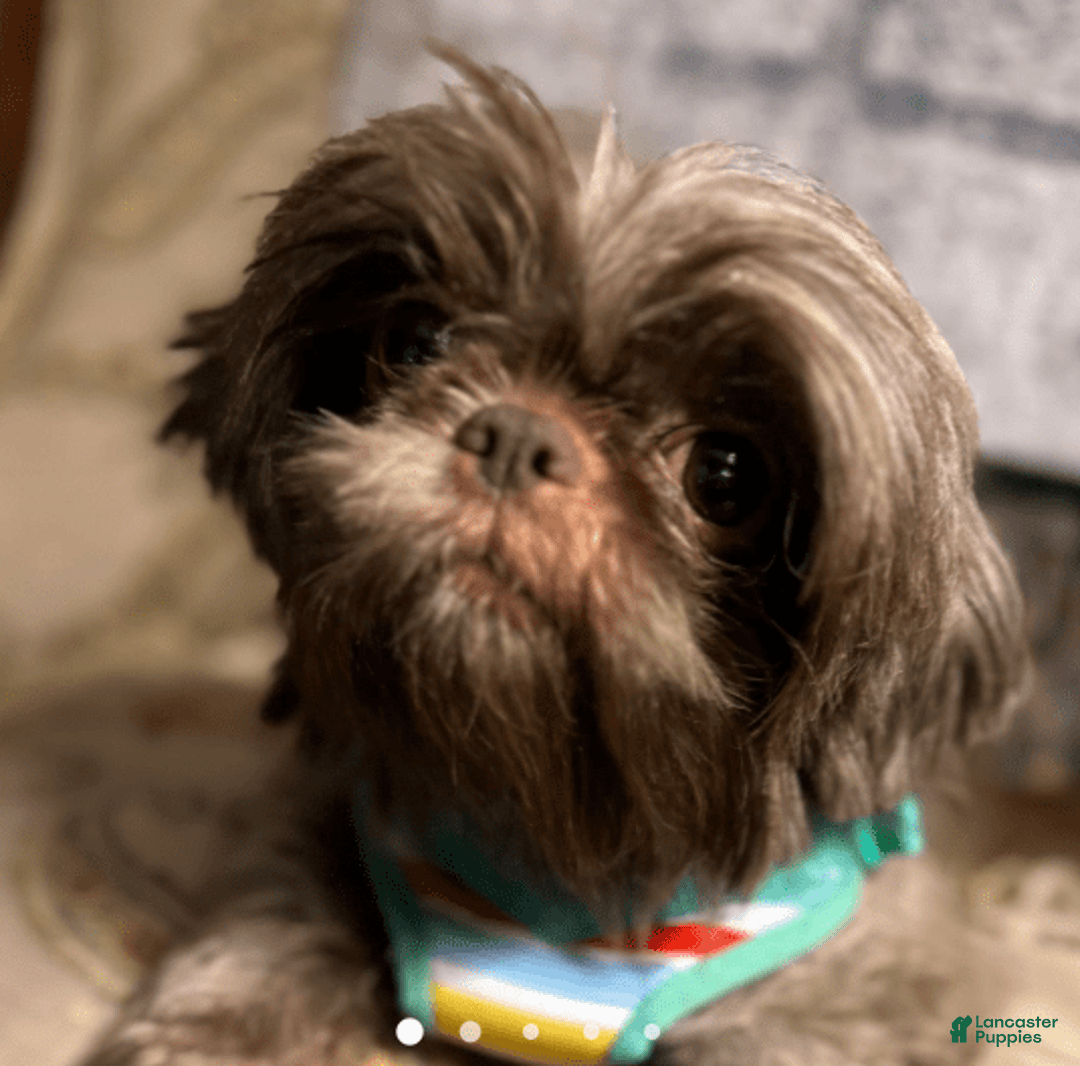 Shih Tzu dogs for sale: Bogie - Image 6