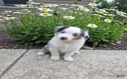 Miniature Australian Shepherd dogs for sale: Cyrus - Image 3