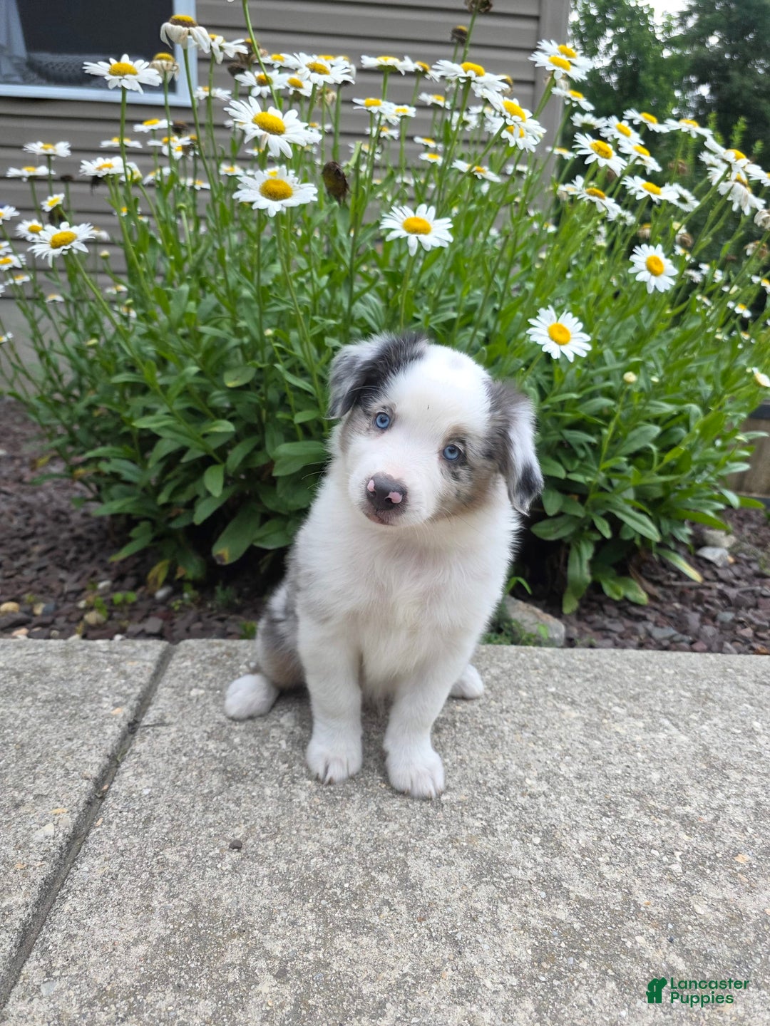 Miniature Australian Shepherd dogs for sale: Cyrus - Image 3