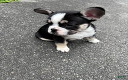French Bulldog dogs for sale: Cadet - Image 1