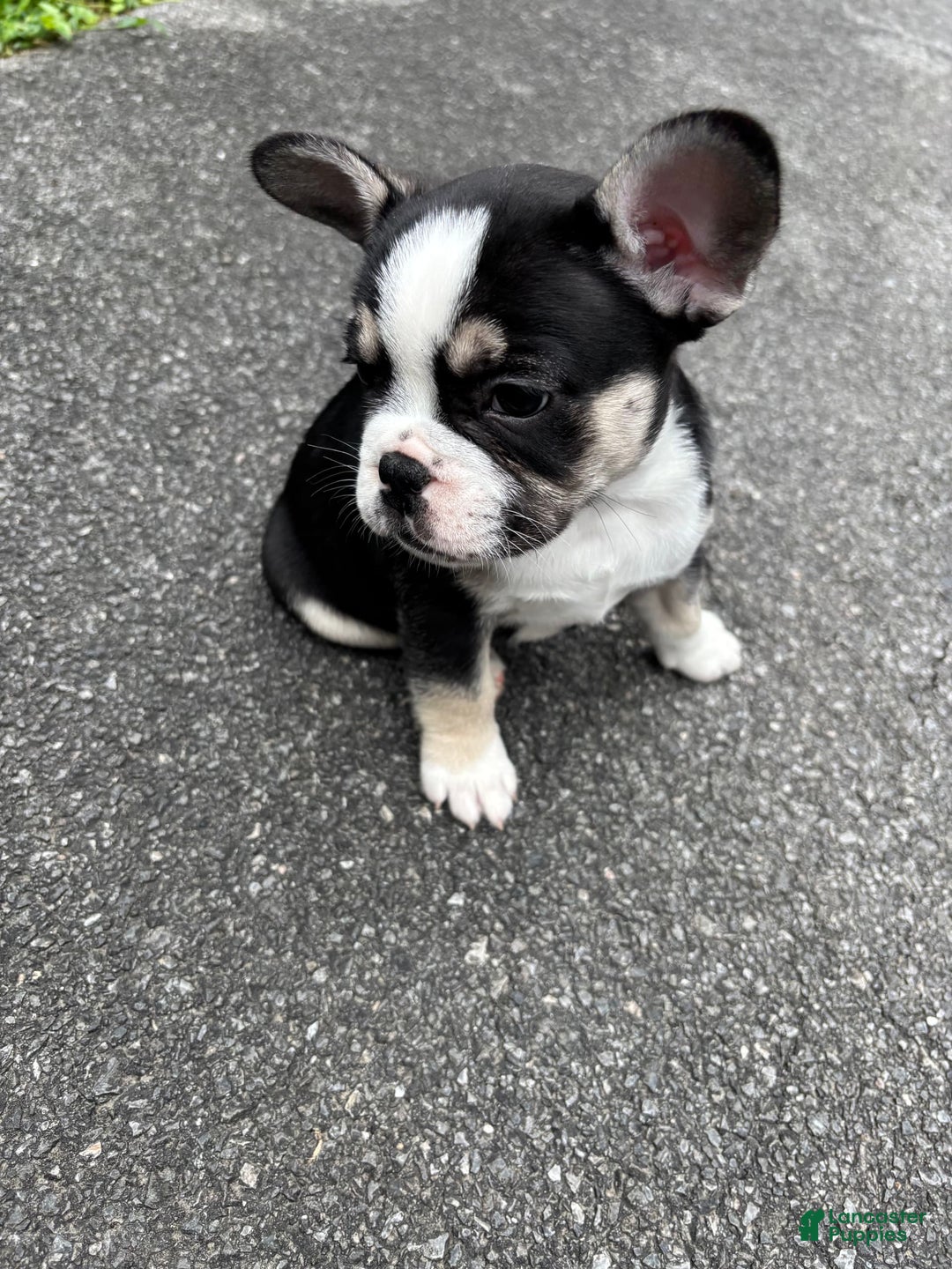 French Bulldog dogs for sale: Cadet - Image 1