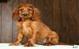 Irish Setter dogs for sale: Marley - Image 7