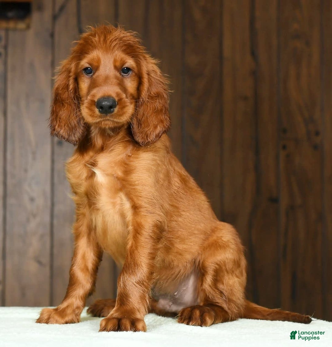 Irish Setter dogs for sale: Marley - Image 7