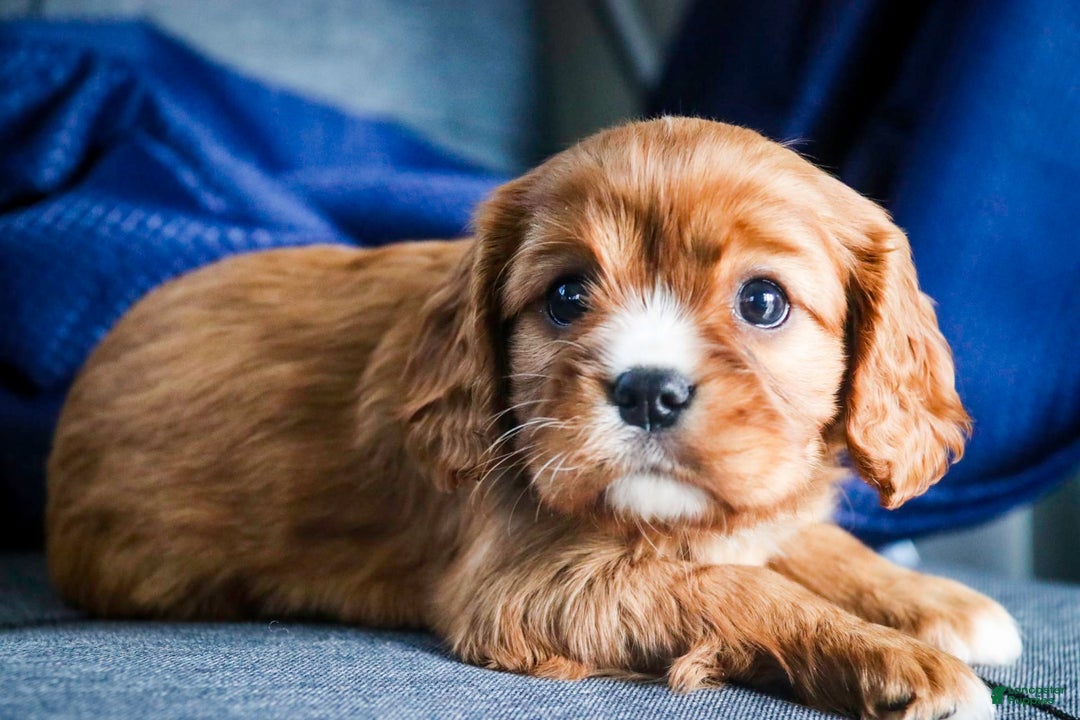 Cavalier King Charles Spaniel dogs for sale: Clifford - Image 4