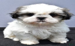 Shih Tzu dogs for sale: Domino - Image 1