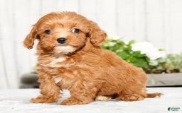 Cavapoo dogs for sale: Tucker - Image 1