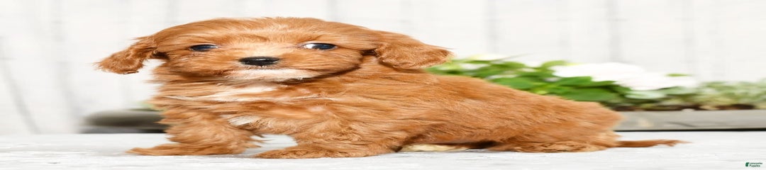 Tucker