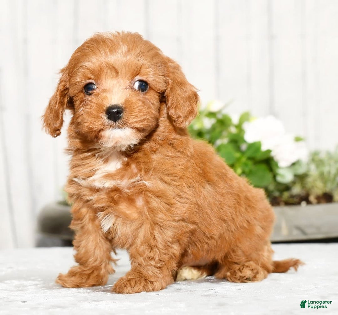 Cavapoo dogs for sale: Tucker - Image 1