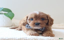 Cavapoo dogs for sale: Fynn - Image 2