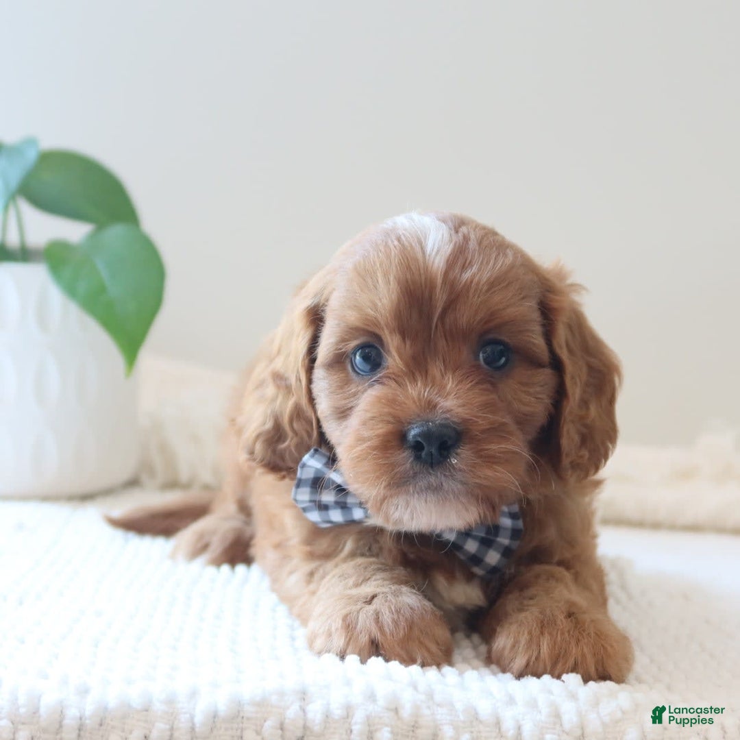 Cavapoo dogs for sale: Fynn - Image 2
