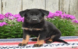 German Shepherd dogs for sale: Ozzy - Image 3