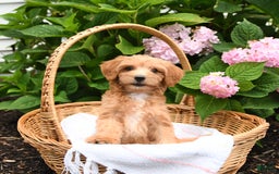 Cavapoo dogs for sale: Russet - Image 4