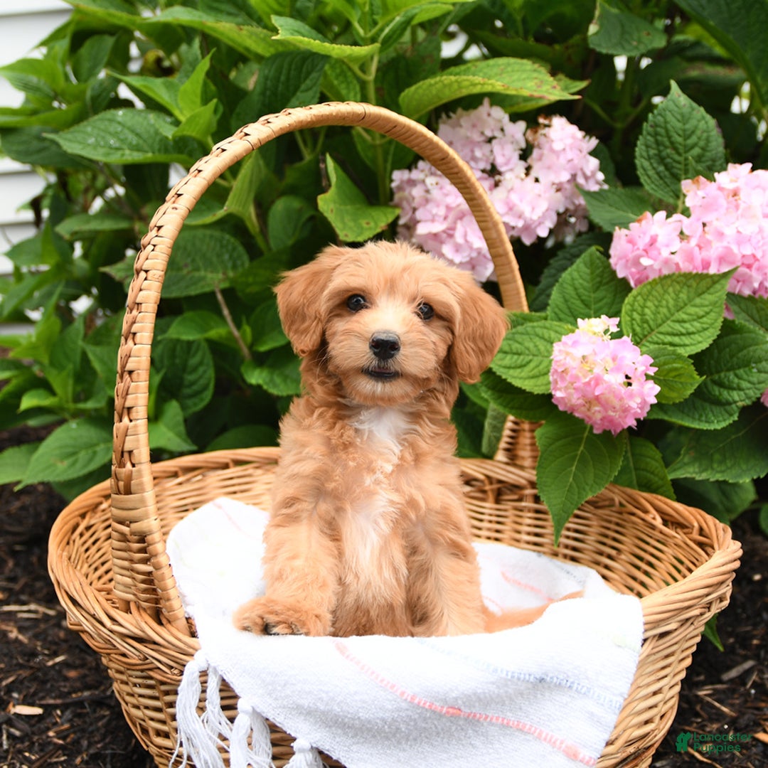 Cavapoo dogs for sale: Russet - Image 4