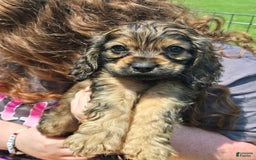 Cocker Spaniel dogs for sale: Cooper - Image 3