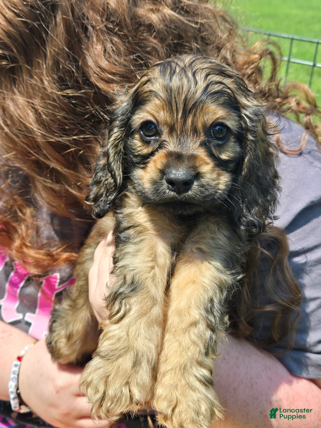 Cocker Spaniel dogs for sale: Cooper - Image 3
