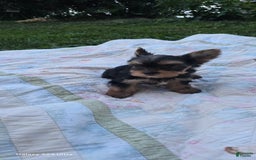 Yorkshire Terrier dogs for sale: Cc - Image 17