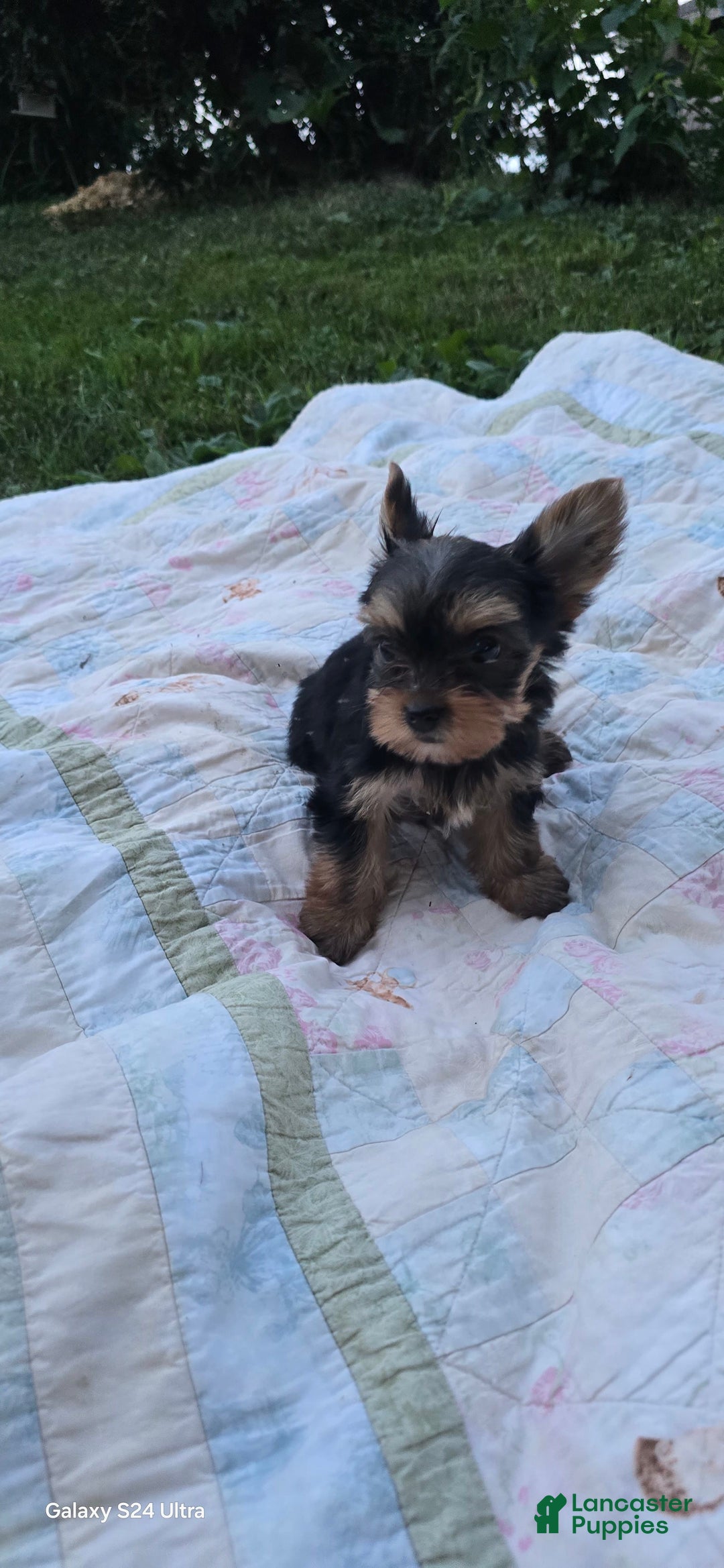 Yorkshire Terrier dogs for sale: Cc - Image 17