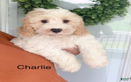 Cavachon dogs for sale: Charlie - Image 2