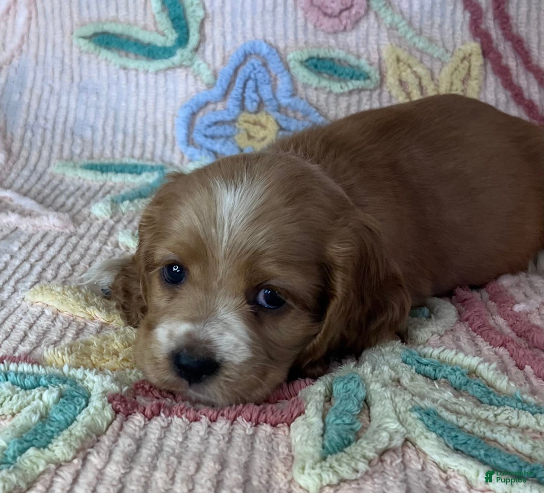Cocker Spaniel dogs for sale: Max - Image 2