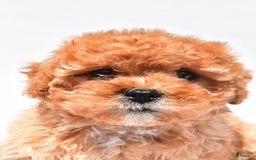 Cavapoo dogs for sale: Riley - Image 4