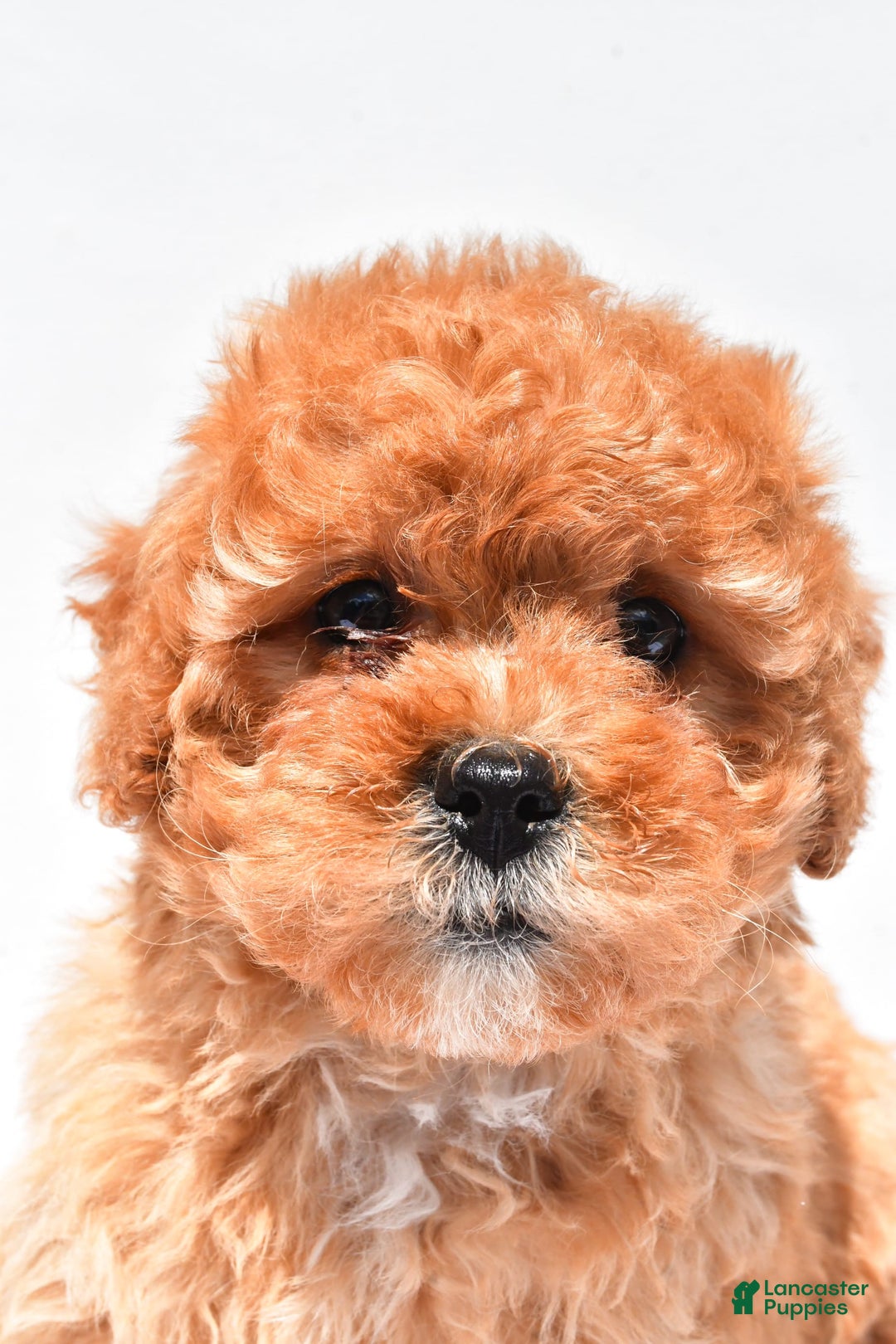 Cavapoo dogs for sale: Riley - Image 4