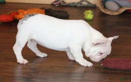 French Bulldog dogs for sale: Dirk - Image 4