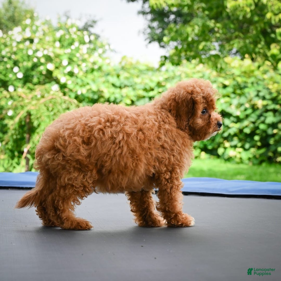 Cavapoo dogs for sale: Chucky - Image 2