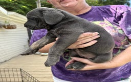 Cane Corso dogs for sale: Elvira - Image 1