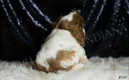 Cocker Spaniel dogs for sale: Fruitloop - Image 6