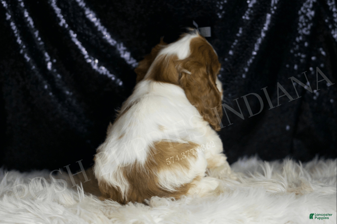 Cocker Spaniel dogs for sale: Fruitloop - Image 6