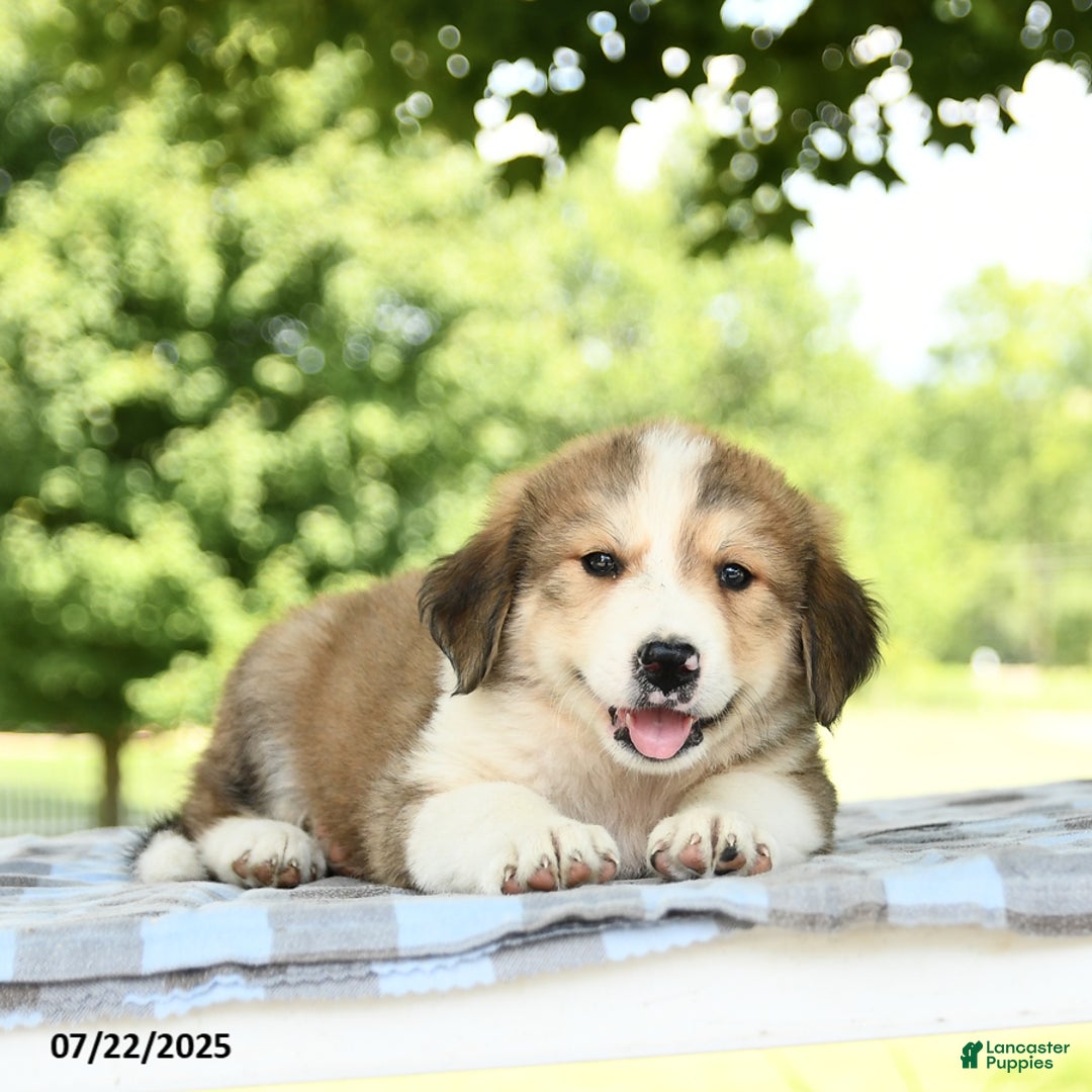 Great Pyrenees dogs for sale: Linda - Image 3