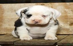 Beabull dogs for sale: Sunny - Image 2