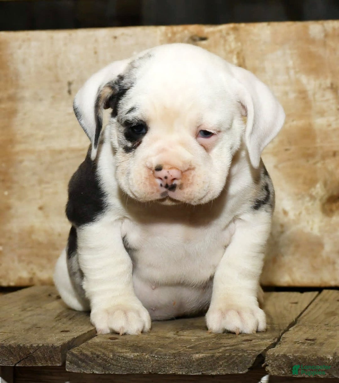 Beabull dogs for sale: Sunny - Image 2