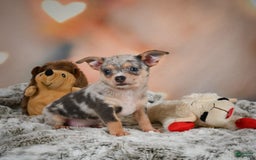 Chihuahua dogs for sale: Benji - Image 5