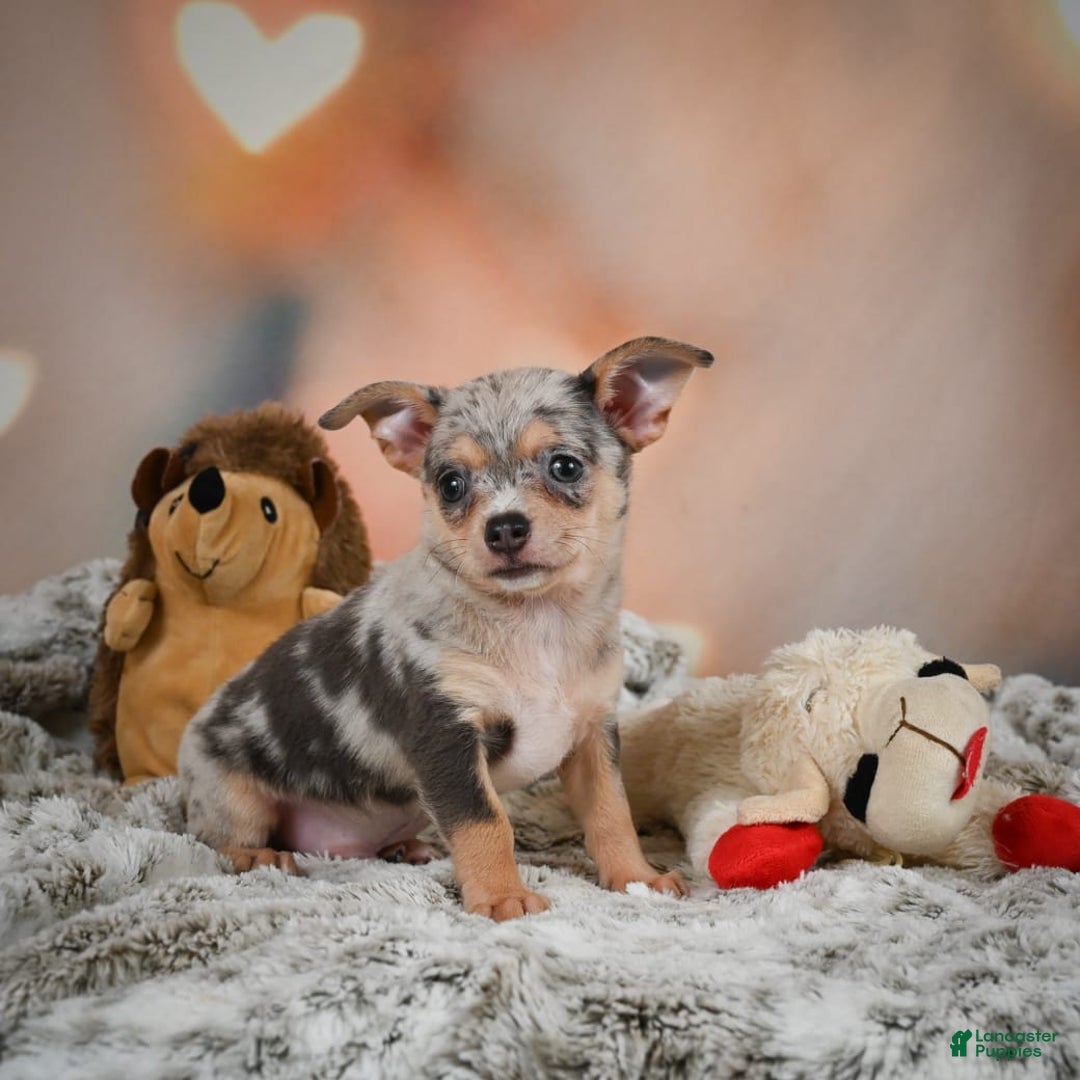 Chihuahua dogs for sale: Benji - Image 5