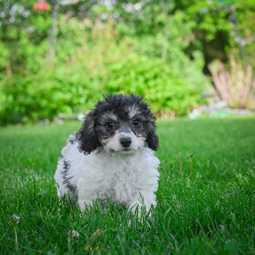 Bichpoo dogs for sale: Biko - Listing for pets: Baba, Biko, Buddy, Bo, Benny, Barry, Betty - Image 6
