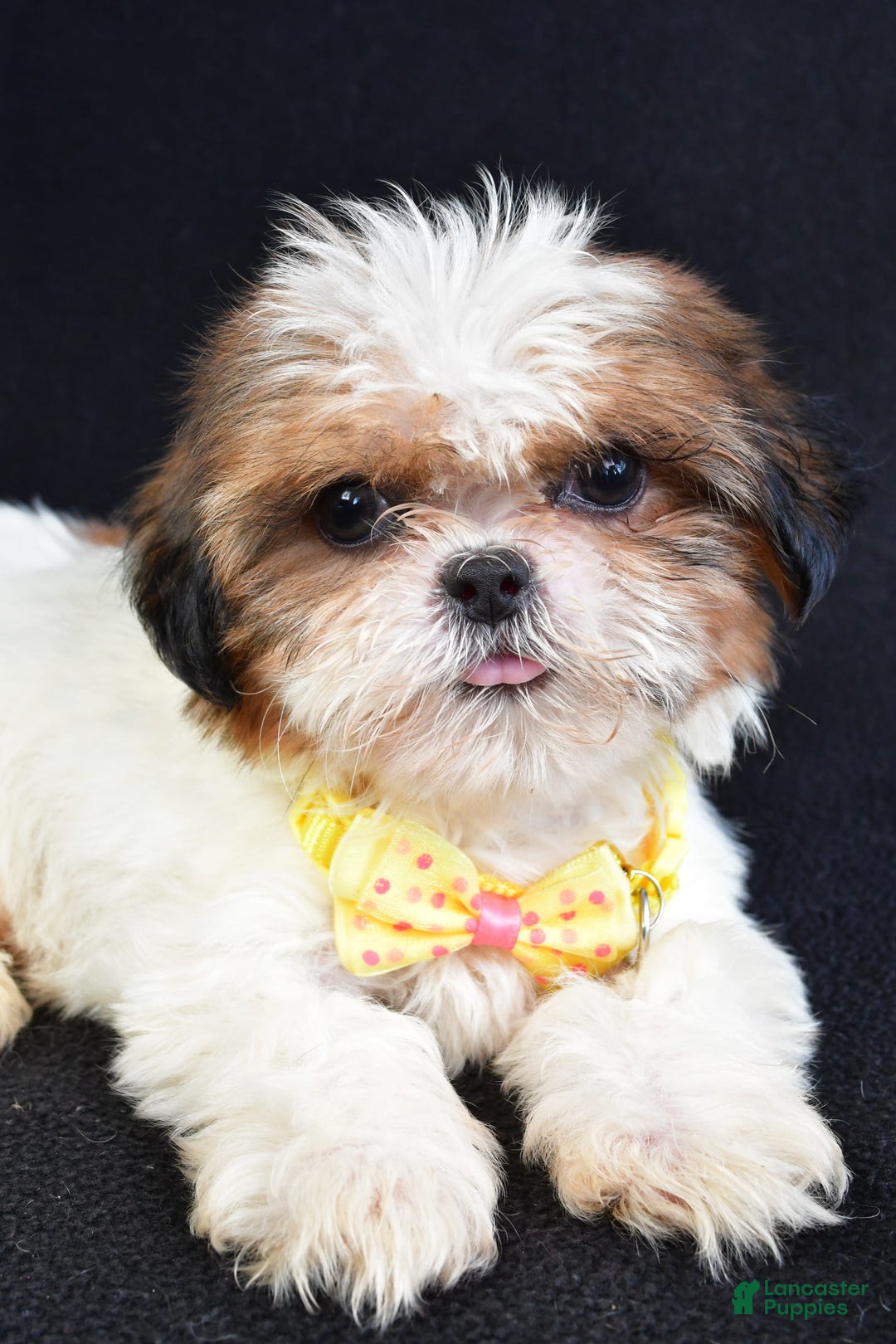 Shih Tzu dogs for sale: Thomas - Image 2