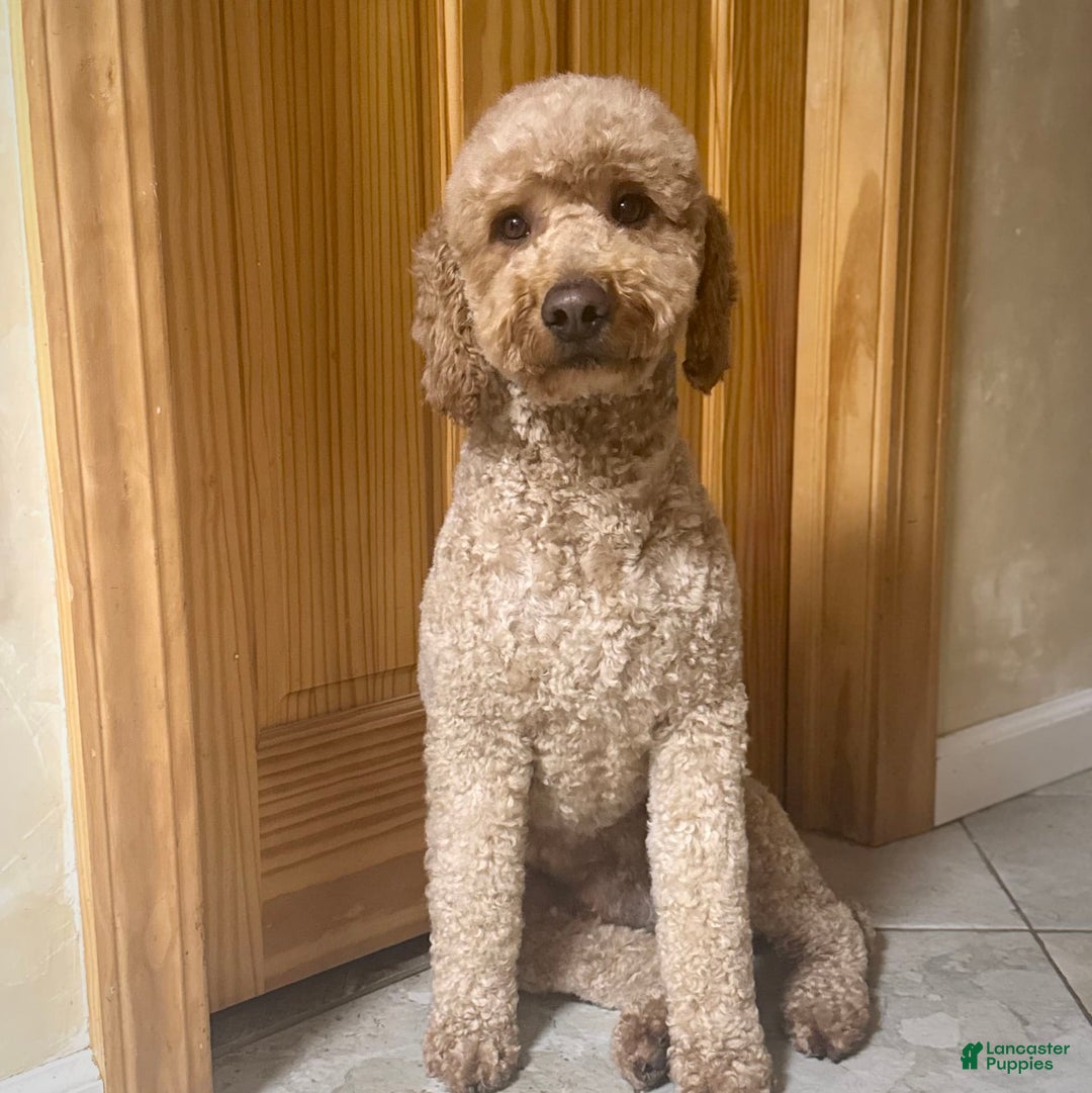 Miniature Poodle dogs for sale: Pico - Image 8