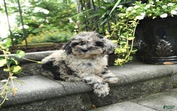 Cavapoo dogs for sale: Rosie - Image 3